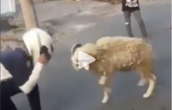 >Hanya Ada di Indonesia, Tes Helm Diadu Kepala Domba